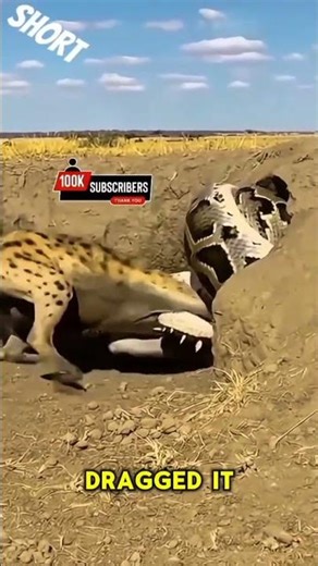 Giant Python Drags Wolf Into Its Hole!"