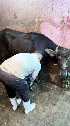 The most effective way to slaughter calves: The calf's throat is cut in less than a minute. The f...