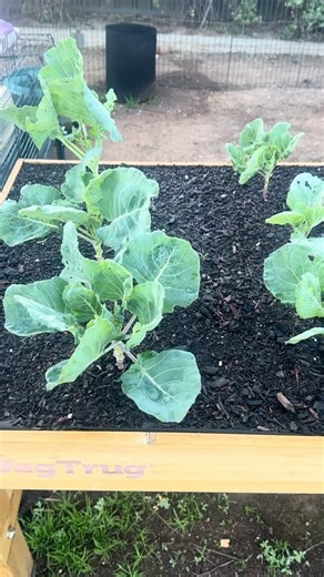 Brussels Sprouts Week 12 – Unfed Plants Catching Up! Growth Update 🌱