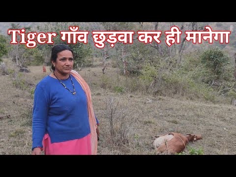 Village Life Jim Corbett National Park | Tiger Attack | Tiger | Audiobook | Documentary | Discovery