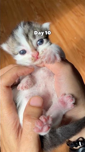 Timelapse persian kitten 30 days 😍 #catvideos #cat #kitten #timelapse #kucinglucu