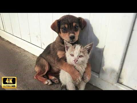 Hero Dogs and Animals Protect Each Other!