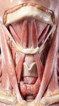 The Only Bone That Doesn't Touch Another Bone 😳