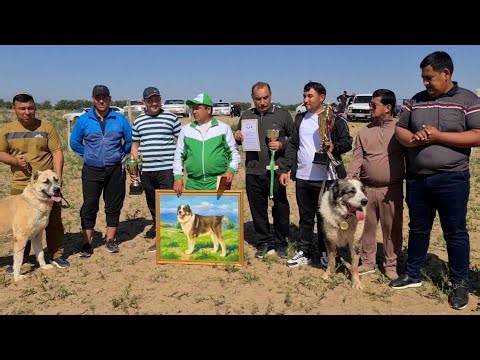 ALABAI THE GUARDIAN who fears NOTHING