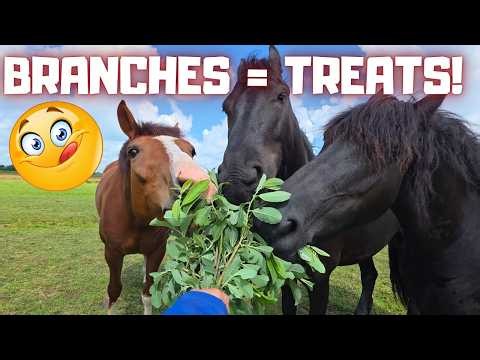 New Farrier! Scary Branches… But So Tasty! Meet a New Foal! | Friesian Horses