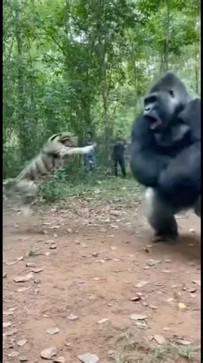 GORILLA vs CLOUDED LEOPARD | Brutal Jungle Fight POV — Realistic Handheld Wildlife Clash