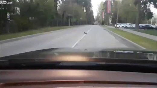 Wild dolphins in southern Brazil tell human fishermen when to throw their nets. The fishermen catch 17 times more fish when the dolphins help. They’ve been doing this together for 150 years.The dolphins push schools of mullet toward shore, then dive deep right in front of the fishermen waiting in the water. That dive is the signal: throw the nets now.In 2023, researchers at Oregon State recorded nearly 5,000 of these catches. Fishermen working with dolphins pulled in four times as many fish. And