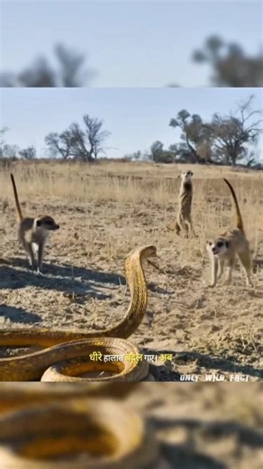 लोमड़ी जैसे जानवरों ने किंग कोबरा को भगाया | King Cobra VS Raccoon | #animals #wildlife | #shorts
