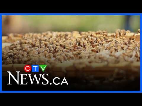 Honeybee crisis: Why bees are disappearing