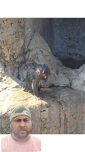​💔 Abandoned & Alone: The Heartbreaking Reality of this Baby Monkey #animals #trending