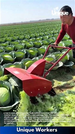 Efficient Cabbage Harvesting: Using a Mini Motorized Tiller to Clear Leaves in the Field