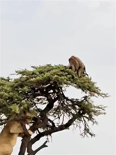 #wildifeanimals | wildlife animals