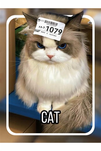 Can this kind of cat be kept as a pet? #tiktok #fyp #cat #didyouknow #popular