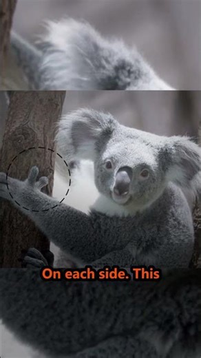 Koalas Have Two Thumbs