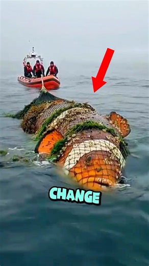 This animal can change its gender… nature is wild 🤯🐠