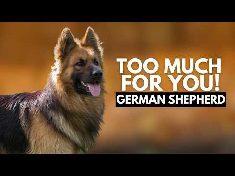 8 Reasons a German Shepherd Might Be Too Much for You