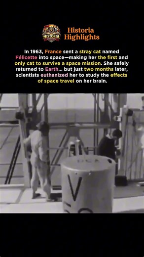 Félicette: The Space Cat Who Survived—Then Became a Study