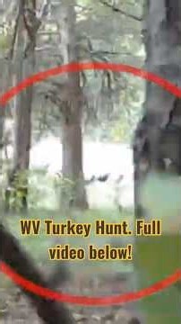 Fall Turkey Hunt! #turkeyhunting #turkey #westvirginia #hunting #fatherandsons #fyp #shorts