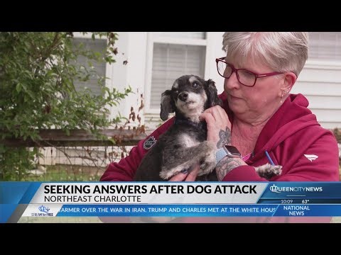 Charlotte woman seeks answers after dogs attacked by neighbor's German shepards