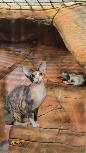 Sphynx cat#WeirdCats #UniquePets #AlienCat #FunnyCats #PlayfulCats #wildlife #SassyCat #CatMood