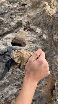 discovering an ancient golden elephant statue #archaeology #history #adventure