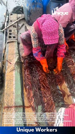 Harvesting Cannonball Jellyfish: Fishermen Sorting and Processing Catch on Boat