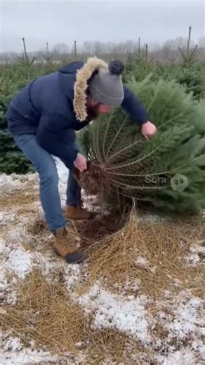 Guy forgot his saw and just pulled the tree from the ground! (Sora AI)
