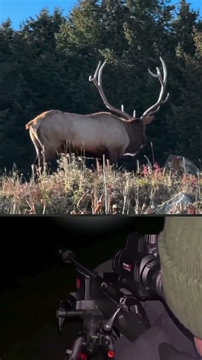 Epic Elk Encounter | Close-Range Hunting Footage