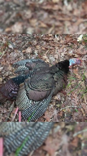 Turkeys are the Prettiest Game Birds - #feathers #colors #hunting #birds #outdoors #turkeys