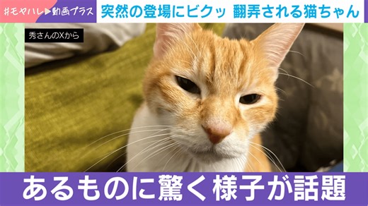 突然の登場にビクッ 翻弄される猫ちゃん - わたしとニュース【(火)-(金)ひる12時~生放送】 - SNSで話題 (ニュース) | 無料動画・見逃し配信を見るなら | ABEMA