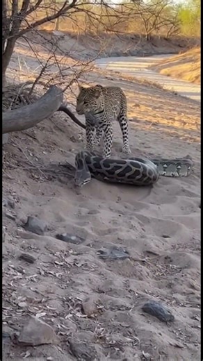 Giant Python Lunges as Leopard Counters in Rare Safari Footage