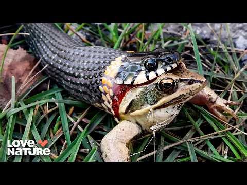 Snake Hunts Down Frog | Deadly Australians 101