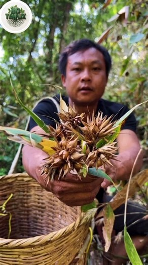 This Bamboo Produces Edible Seeds Once in Decades! 🌱😱 #Shorts #farming #plants #trending