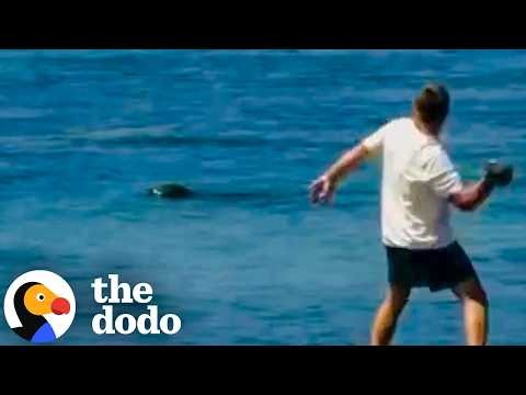Tourist Arrested After Harassing Endangered Monk Seal In Hawaii | The Dodo