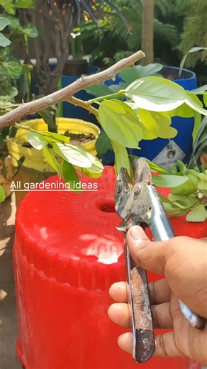 How to Grow Lemon Tree Cuttings in Water 🌱