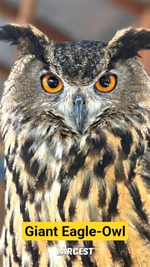 World’s Most Powerful Owl 🦉 Giant Eagle-Owl