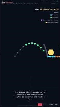 Gene Expression — Genetics in 60 Seconds #Shorts