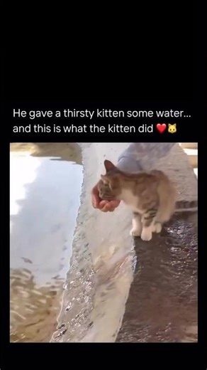 He gave a thirsty kitten some water... and this is what the kitten did 🥹❤️‍🩹