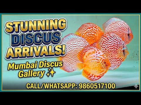 New Discus Fish Arrivals - May 2026 | Mumbai's Discus Gallery