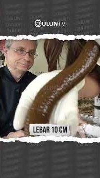 This is what the world's largest leech looks like #uluntv #wildlife #wildtv #short