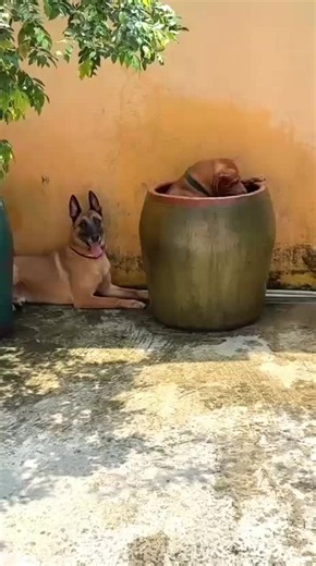 Funny Dog Videos Compilation for Fans — Best Dog Clips