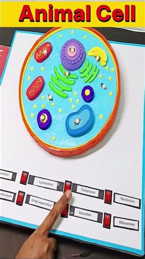 animal cell working model with led lights for science exhibition - diy - howtofunda