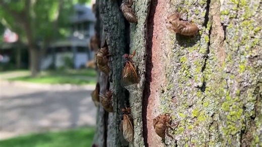 Bug boom: Why experts say expect an early unwanted invasion