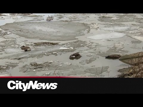 Dozens of dead geese found in Whitby being tested for Bird Flu