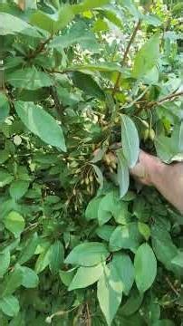 Almost Ripe! Goumi Berries - Like Eating Wine #goumi #figboss #gardeningtips #fruittrees