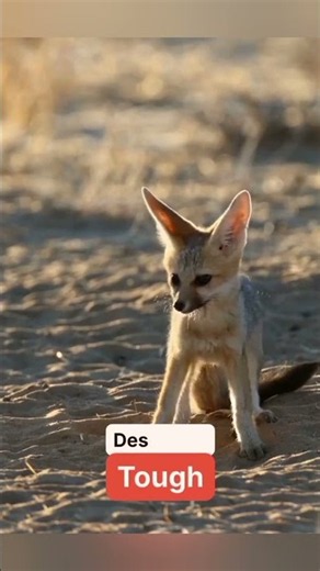 Meet the Fennec Fox 🦊 | Nature’s Tiny Desert Survivor! #Shorts