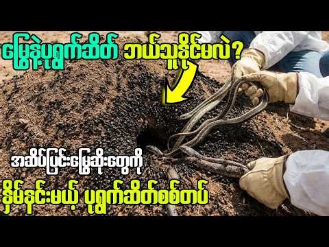 ကိုလံဘီယာသစ်တောထဲက သောင်းကျန်းတဲ့မြွေပွေးတွေကို ချေမှုန်းဖို ပုရွတ်ဆိတ်တပ်တွေ စေလွှတ်လိုက်တဲ့ အခါ..