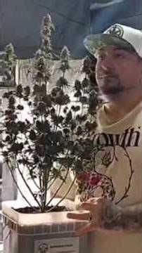 Spider Farmer vs Mars Hydro vs AC Infinity - What's Actually Best? #joesgrows #growlights #setup