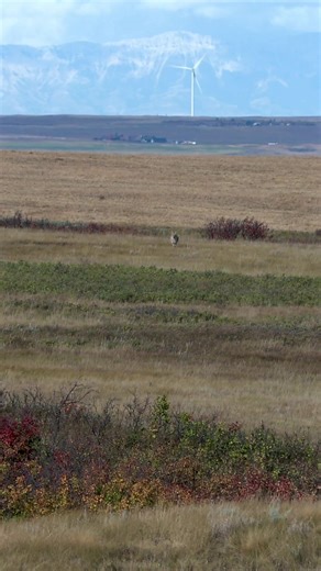 A coyote callers paradise. #foxpro #coyote #hunting #coyotehunting #weliveforthis Alt Description: Coyote running to the FOXPRO.