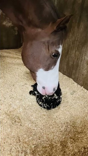 Horse Using Nose to Pet Cat || ViralHog